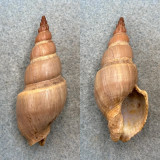 Northia northiae 61.2mm F+ Gulf Of California, Mexico Buccinidae