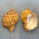 Cancellaria nodulifera 51.5mm F++ Tatsugahama, Wakayama, Japan