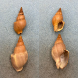 Northia pristis Lot 44-54mm F Panama Buccinidae