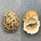 #2 Nerita textilis 30mm F+ Samar, Philippines