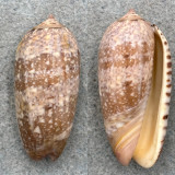 #5 Oliva splendidula 44.9mm F Trawled, Perlas Is. Panama