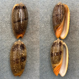 #2 Oliva reticulata Lot 41-43mm F+ Mauritius