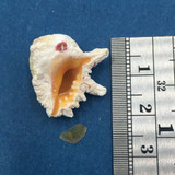 #7 Drupa grossularia 20.4mm W/Operculum Fiji