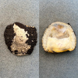 #4 Neritona granosa 46.5mm F+ Kauai, Hawaii