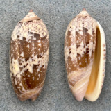 #3 Oliva splendidula 47.1mm F+ Tobago, Bay of Panama