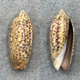 Agaronia ispidula 38.3mm F Catbalogan, Philippines