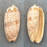 #3 Oliva sericea 62.9mm F/+ Laminusa, Siasi, Philippines