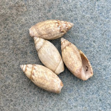 #2 Jaspidella jaspidea Lot 13-14mm F+ Grand Cayman Olividae