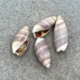 Olivella semistriata Lot 15-17mm F+/++ Some W/O Baja California, Mexico