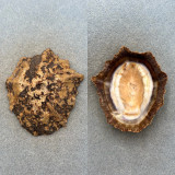 #2 Cymbula oculus 76.8mm F+ Algoa Bay, South Africa Patellidae