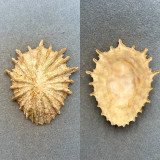 #3 Scutellastra barbara 78.7mm F+ Algoa Bay, South Africa Patellidae