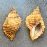 Cabestana spengleri 64.5mm F+ Australia Cymatiidae