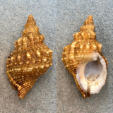 #2 Sassia subdistorta 44.4mm F+ W. Portland, Victoria, Australia Cymatiidae