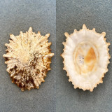 #1 Scutellastra barbara 73mm F+ Kowie, South Africa Patellidae