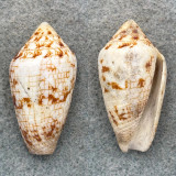 Conus lucidus 36.6mm F West Colombia