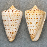 Conus spurius atlanticus 51.1mm F/+ (Lip Chips) Campeche, Mexico