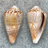 #2 Conus pauperculus RARE 27.3mm F Misaki, Kanagawa, Japan