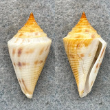 Conus arcuatus 31.6mm F+ Dredged, Gulf Of California