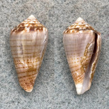 #4 Conus pauperculus RARE 26.5mm F Misaki, Kanagawa, Japan