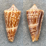 #1 Conus gradatus 41mm F Cepros Island, Mexico