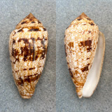 Conus victoriae 56.5mm F+ Broome, Australia