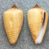 Conus radiatus parius 30.5mm F++ Tabaco Bay, Albay, Philippines