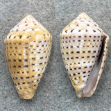 Conus taeniatus BIG 31.8mm F+ Red Sea