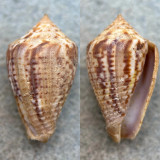 #2 Conus puncticulatus f. pygmaeus 26.3mm F+ Aspinwall, Panama