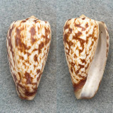 #4 Conus spectrum 44.1mm F+ Queensland, Australia