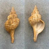 Fusus (Propefusus) undulatus 71.8mm Dead Collected, W. Port Bay, Australia