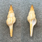 Fusinus helenae 37.5mm RARE F++ 100' Off Egmont Key, Florida