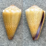 #2 Conus moreleti 31mm F+ Green Is., Barrier Reef, Qld, Australia