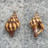#2 Peristernia chlorostoma 9.9mm F++ Hawaii