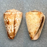 Conus venulatus 46mm F Senegal