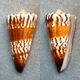 #2 Conus generalis 62.3mm F+ Laminusa, Philippines