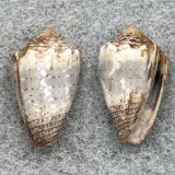 #2 Conus encaustus 19.5mm F+ Tahiti