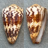 #3 Conus planorbis 51.2mm F+ Samoa