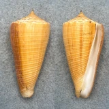 #2 Conus sulcatus 62.8mm F+ Cuyo Is. Philippines