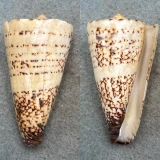 #3 Conus thalassiarchus 60.5mm F+ Tosa Bay, Japan
