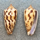 Conus zebra 34.1mm F+/++ Guimbal, Iloilo, Philippines