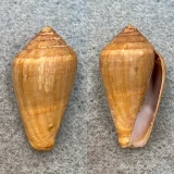 #5 Conus guinaicus 26.9mm F+ Lanzarote, Canary Islands, 1964