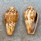 #3 Conus guinaicus 31.2mm F+ Lanzarote, Canary Islands, 1964