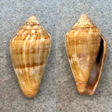 #2 Conus guinaicus 34.2mm F+ Lanzarote, Canary Islands, 1964