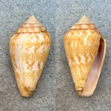 #4 Conus guinaicus 31.6mm F++ Lanzarote, Canary Islands, 1964