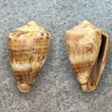 Conus fumigatus 21.8mm F+ Red Sea, Aden