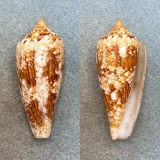 #1 Conus tagaroae 53.6mm F++ Coron, Palawan, Philippines