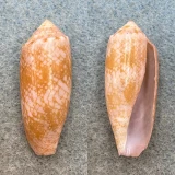 Conus eldredi RARE 34.2mm F (Crack) Cebu, Philippines