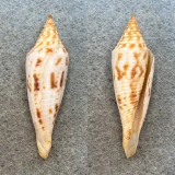 Conus longurionis 45.2mm F+ Mozambique