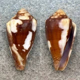 Conus exiguus cabritii 25.5mm F+ New Caledonia