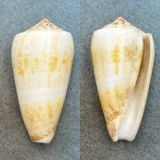 #2 Conus magus borneensis 54.5mm F+ Malawali Island, Borneo 1966
